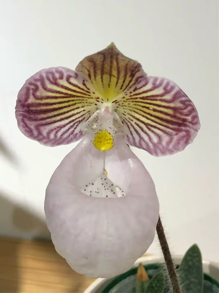 有一种兰花叫兜兰