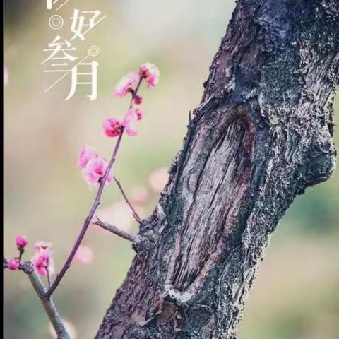 静待花开日，研学正当时