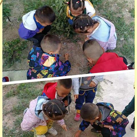 呼图壁县第五幼儿园小二班课程故事《可爱的小蚂蚁》