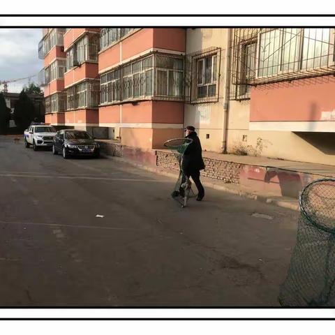 弘扬“二十大”治理流浪犬    助力防疫  净化环境卫生