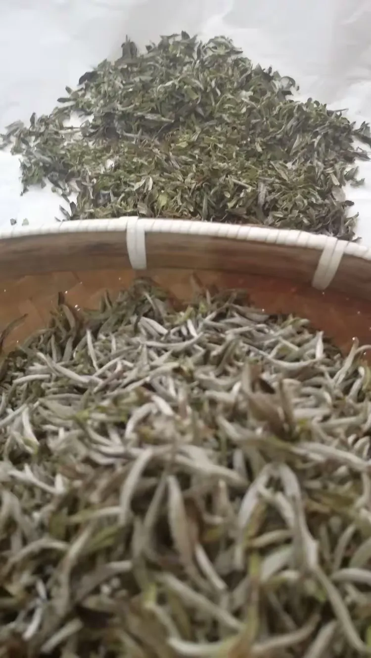 福鼎白茶之白毫银针