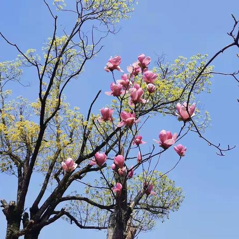 花开时节又逢君，不负春光不负卿