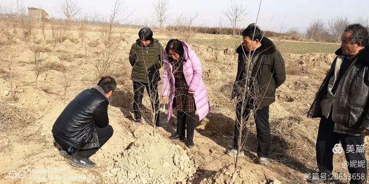 软籽石榴树种植方法和技术