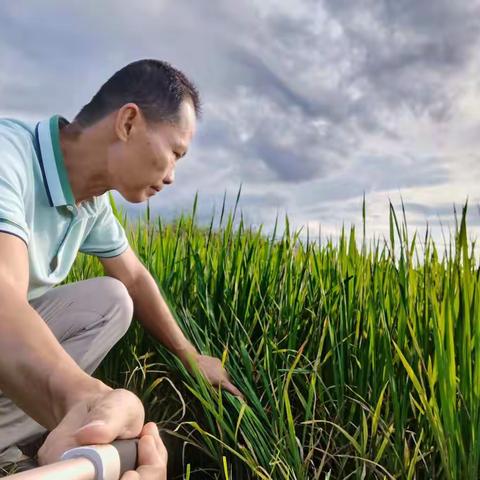 水稻病虫害调查