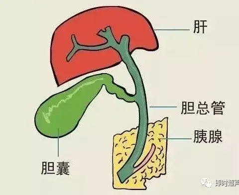超声诊断下，哪些情况下的胆囊需要切除？