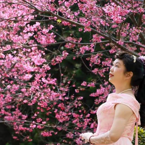 春暖花开、浪漫樱花十里飘香