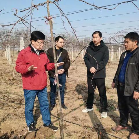 猕猴桃园送技术 华州果菜助力果农增产增收