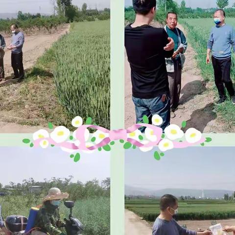 华州区农业农村局积极开展小麦“一喷三防”动员及技术指导工作