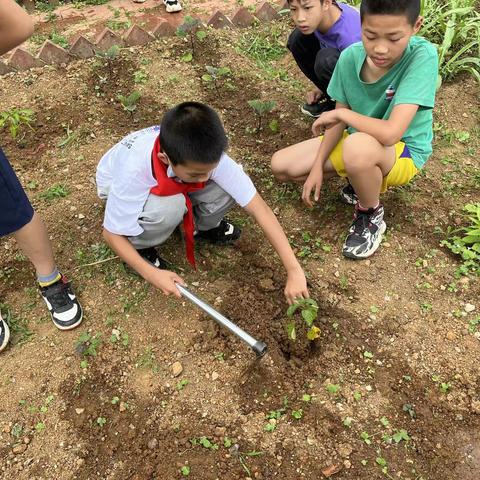 “蔬”香为伴，乐于劳动——东龙镇中心小学五（1）班劳动美篇