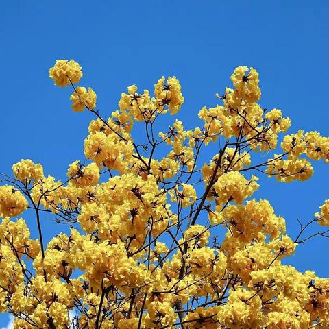 督导促成长 教研促提升，——勐卡镇小学开展教学督导研讨活动