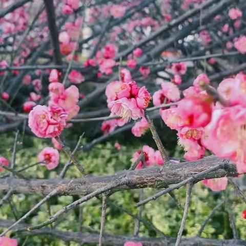 花期如期 步履不停 ——省骨干语文教师培训2班2组简报