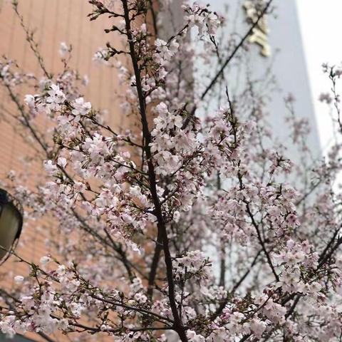 书香少年，伴樱🌸逐梦——记702樱花梦想节活动