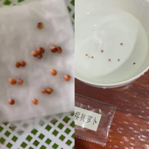 樱桃小萝卜种植记一江甜熙