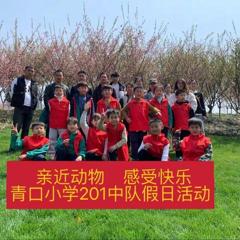 【真善美大实践】亲近动物，感受快乐——青口小学201中队假日活动