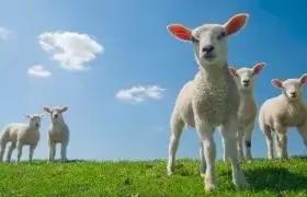 海晏县西海民族寄宿制学校学校《手工篇——制作可爱的小绵羊🐑》学前部小班