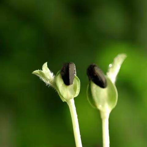 暮春时节，种子发芽！