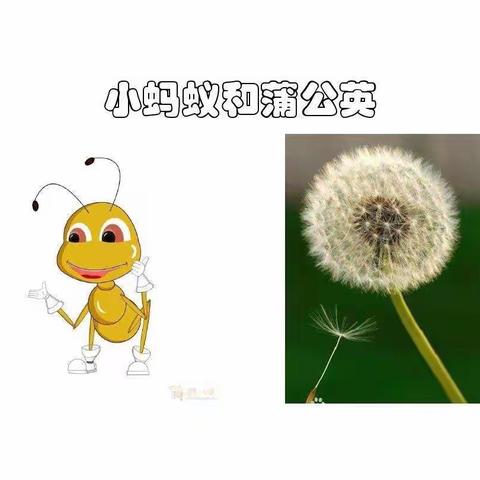 中班语言《小蚂蚁和蒲公英》