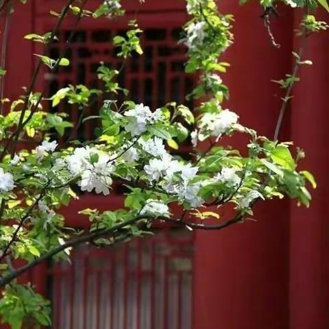 生如夏花