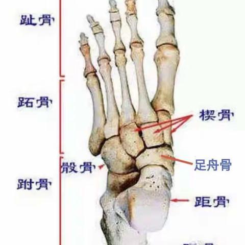 距骨骨折