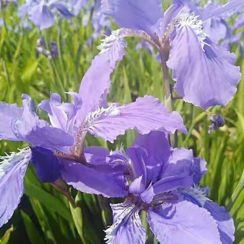 校点师资共享  艺术之花进山乡