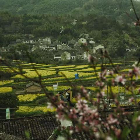 油菜花映西畈村