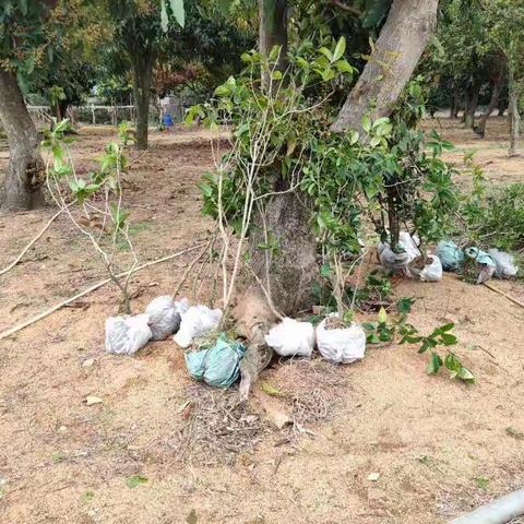 绿色春天，植树校园——记上凌光超中学植树节活动