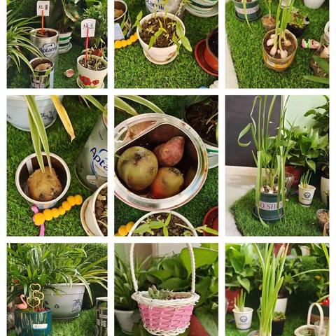 角落之美，自然之趣——五家渠第一幼儿园中二班植物角