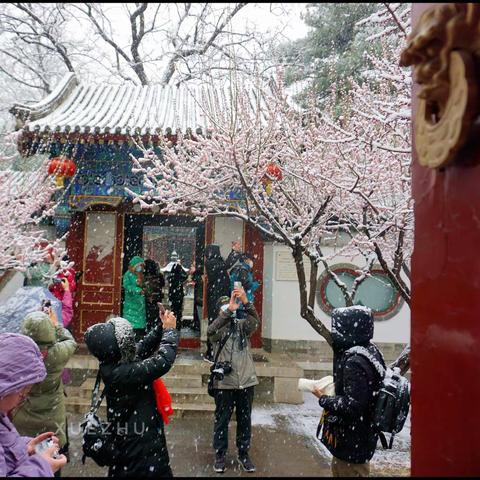 飞雪满天来，观处有花开