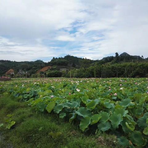 周日乡村游，回归大自然