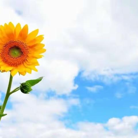 葵花绽放记——文峰小学2017级1班2022春学期班级工作总结