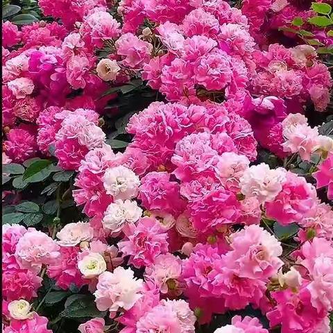 女人的脸，男人的烟