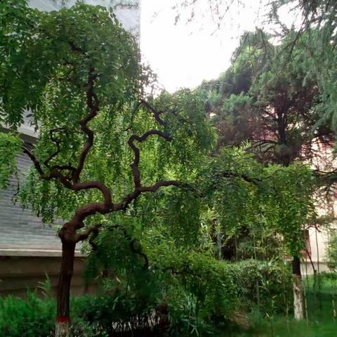 学习＋反思＝成长