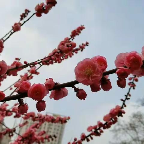 峰峰矿区公安分局掀起反电信网络诈骗宣传高潮