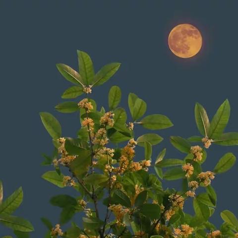 【确山县第七小学】"花好月圆时，中秋佳节至"——确山县第七小学中秋节主题活动