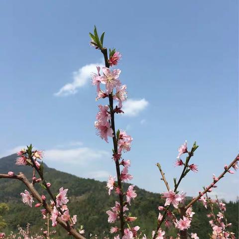 踏春—宜丰黄岗赏桃花