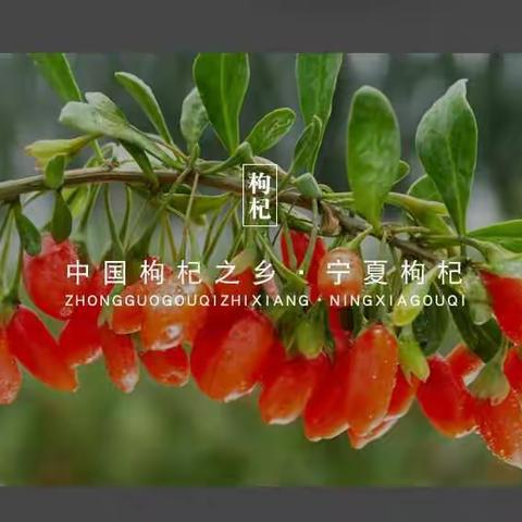 红枣枸杞桂圆泡水喝的好处