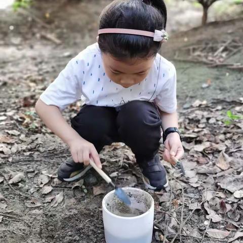 记第一次种植大蒜🧄