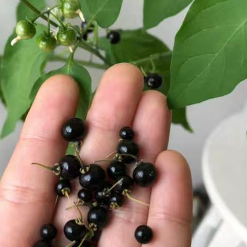 山间铃响马帮来