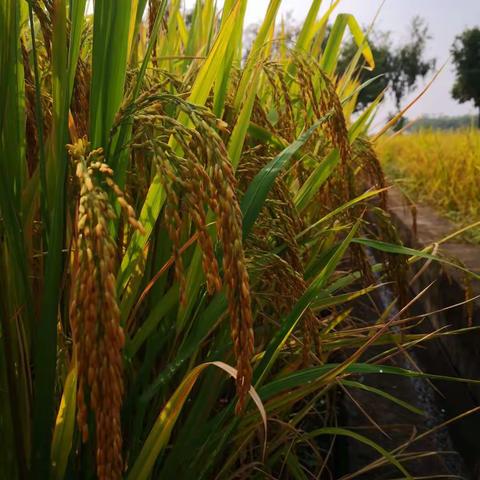 “稻花香秋收”东环小学1607班秋收实践活动。