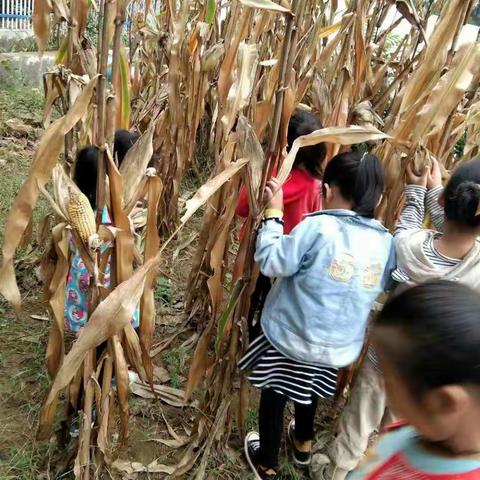 【东方幼儿园大四班】种植园里学农事，体验劳动中的艰辛和乐趣