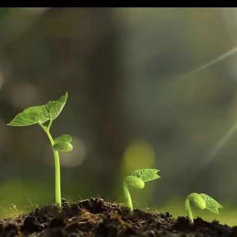 一颗种子，一份期待——东山和幼儿园植物种植记