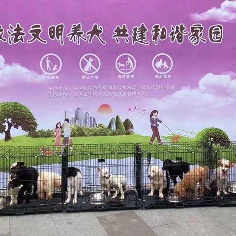 文明养犬--最美义工在行动