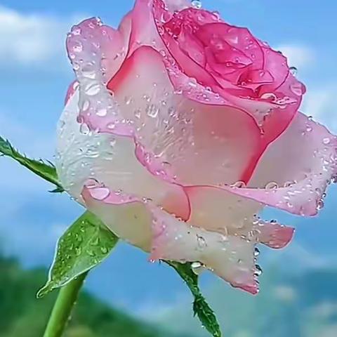 有效课堂，研无止境