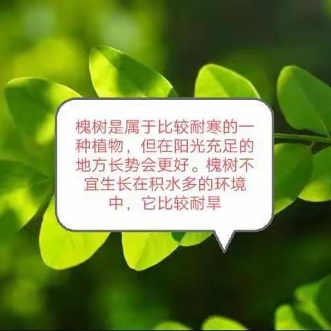 走进身边环境 感受生命之美——八年级七班生物多样性调查实践作业