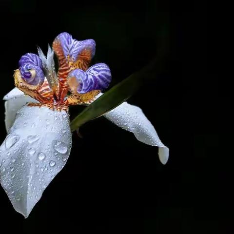 巴西鸢尾花