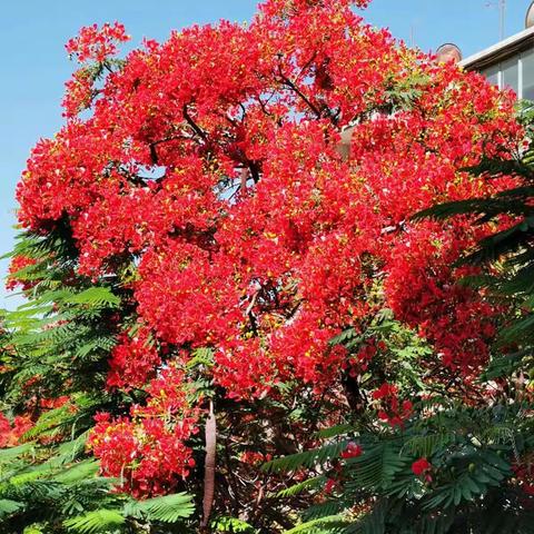 凤凰花又开