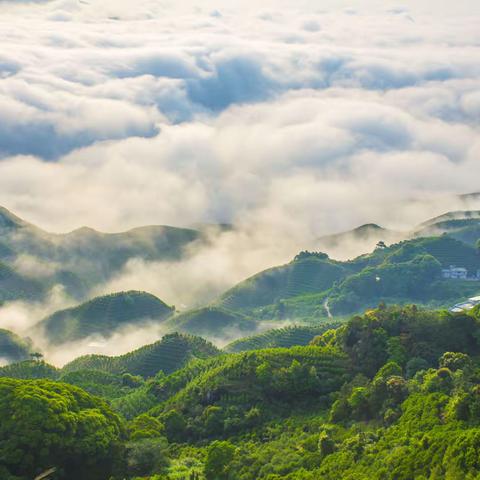 工夫茶二十一式