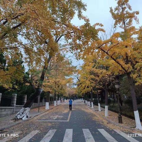 221111居庸关路上的银杏叶