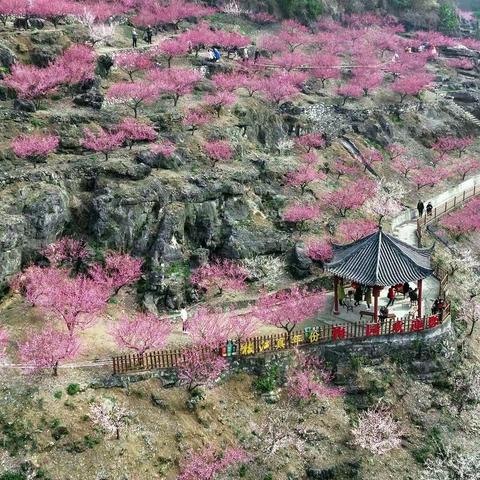 赏梅——长江三峡西陵峡畔下牢溪梅园掠影