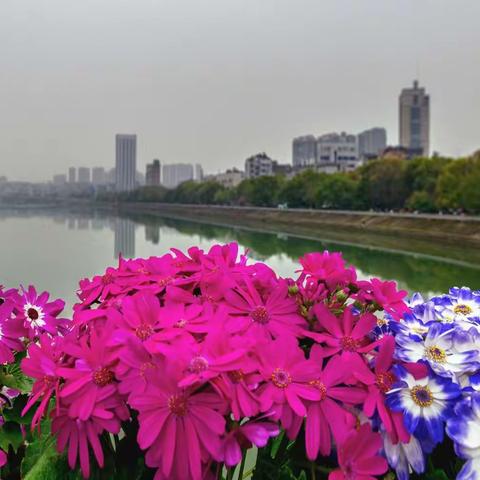 春天，百花齐放的季节！